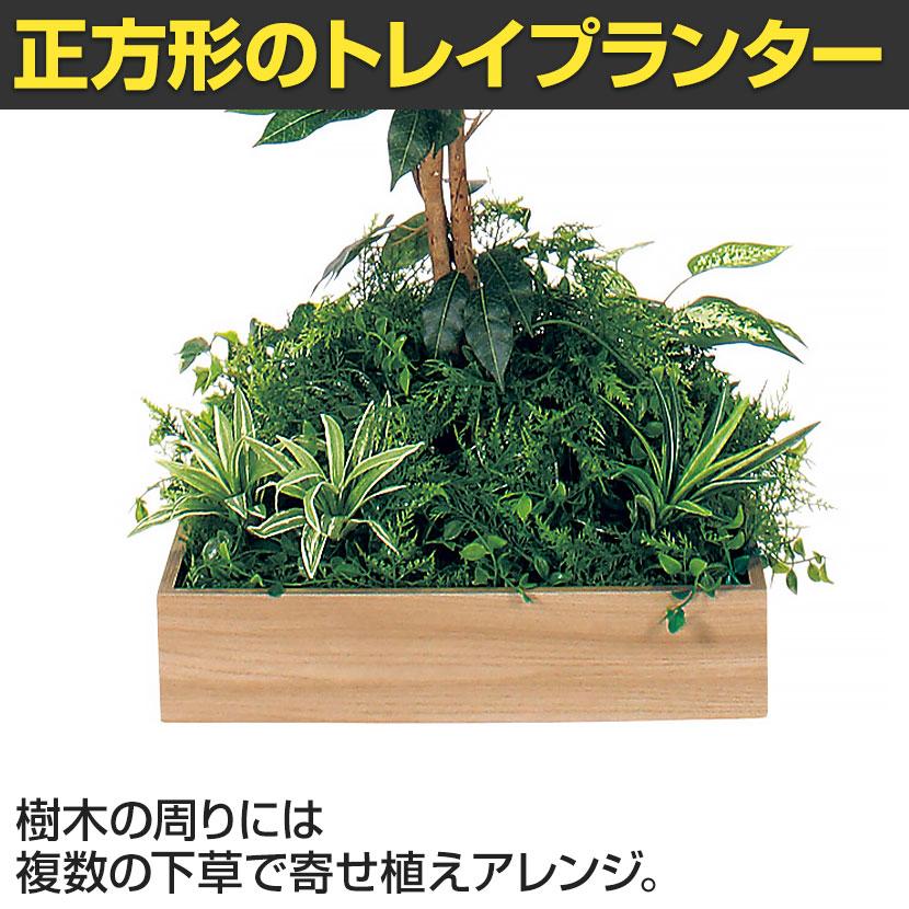 ベルク 土台プランター 450角 フィカスベンジャミン 国産 テーブル樹木 人工観葉植物 フェイクグリーン GR5122 幅750×奥行750×高さ1500mm オフィス 休憩室 |  | 06