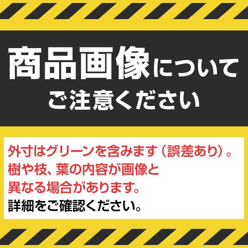 ベルク 土台プランター 450角 ドウダン 国産 テーブル樹木 人工観葉植物 フェイクグリーン GR5124 幅1200×奥行1200×高さ1900mm オフィス 休憩室 |  | 01