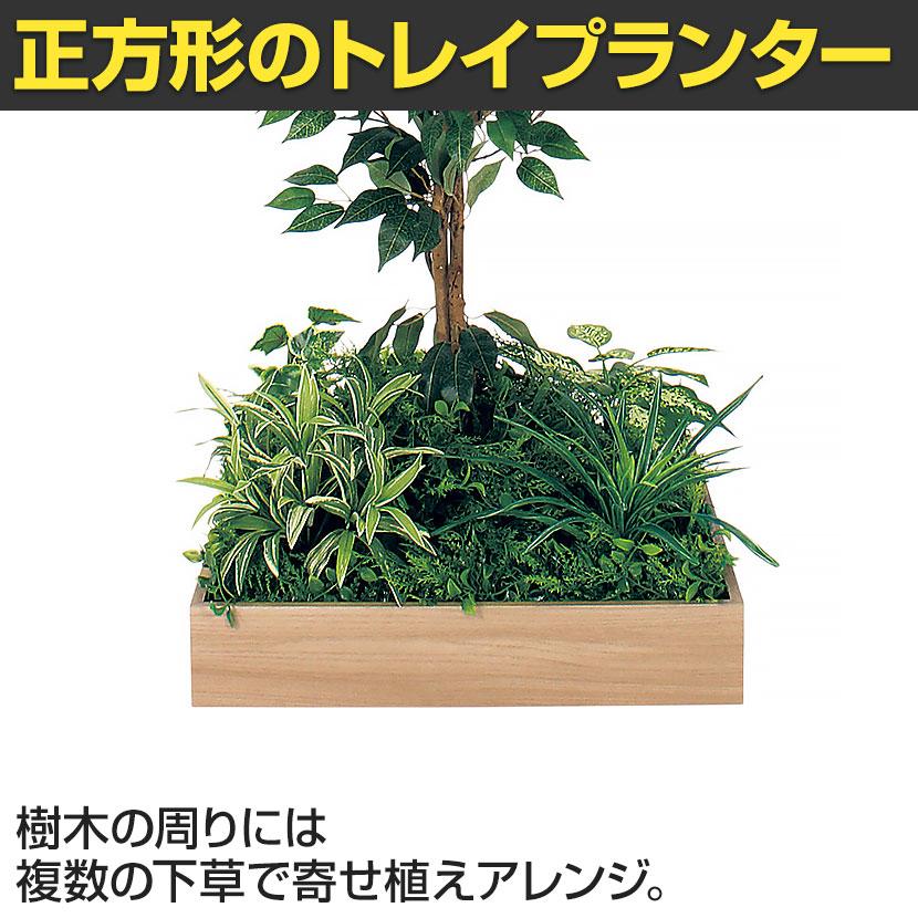 ベルク 土台プランター 530角 フィカスベンジャミン 国産 テーブル樹木 人工観葉植物 フェイクグリーン GR5126 幅750×奥行750×高さ1500mm オフィス 休憩室 |  | 06