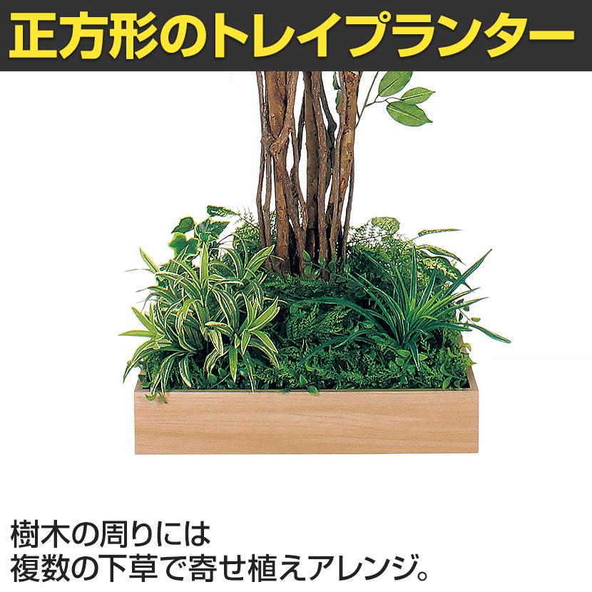 ベルク 土台プランター 530角 フィカスベンジャミン 国産 テーブル樹木 人工観葉植物 フェイクグリーン GR5127 幅1000×奥行1000×高さ1800mm オフィス 休憩室 |  | 06