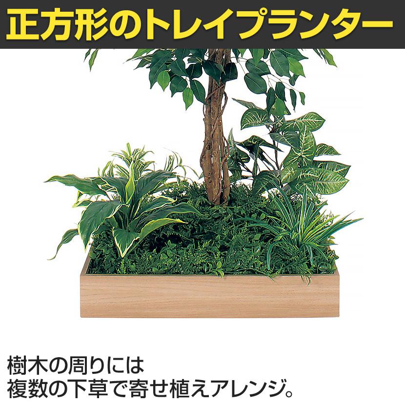 ベルク 土台プランター 600角 フィカスベンジャミン 国産 テーブル樹木 人工観葉植物 フェイクグリーン GR5129 幅800×奥行800×高さ1200mm オフィス 休憩室 |  | 06