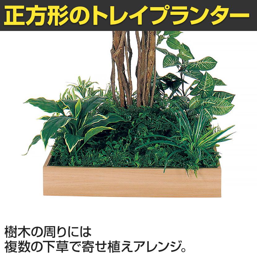 ベルク 土台プランター 600角 フィカスベンジャミン 国産 テーブル樹木 人工観葉植物 フェイクグリーン GR5131 幅1000×奥行1000×高さ1800mm オフィス 休憩室 |  | 06