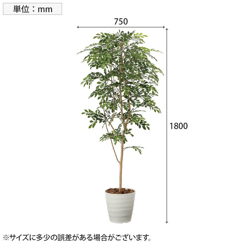 アートクリエイション ゴムの木 フェイクグリーン