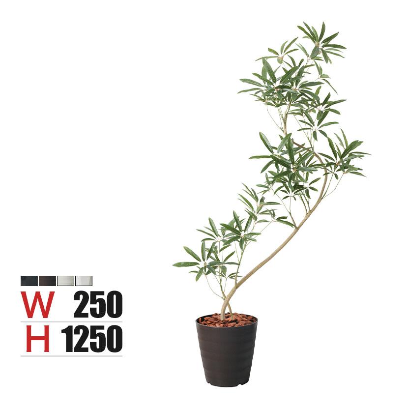 光触媒 人工観葉植物 フェイクグリーン シェフレラアンガスティポット