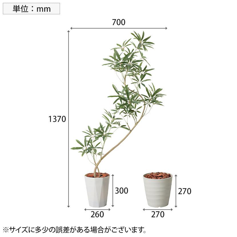 ポピー 観葉植物 シェフレラアンガスティポット フェイクグリーン 全長  