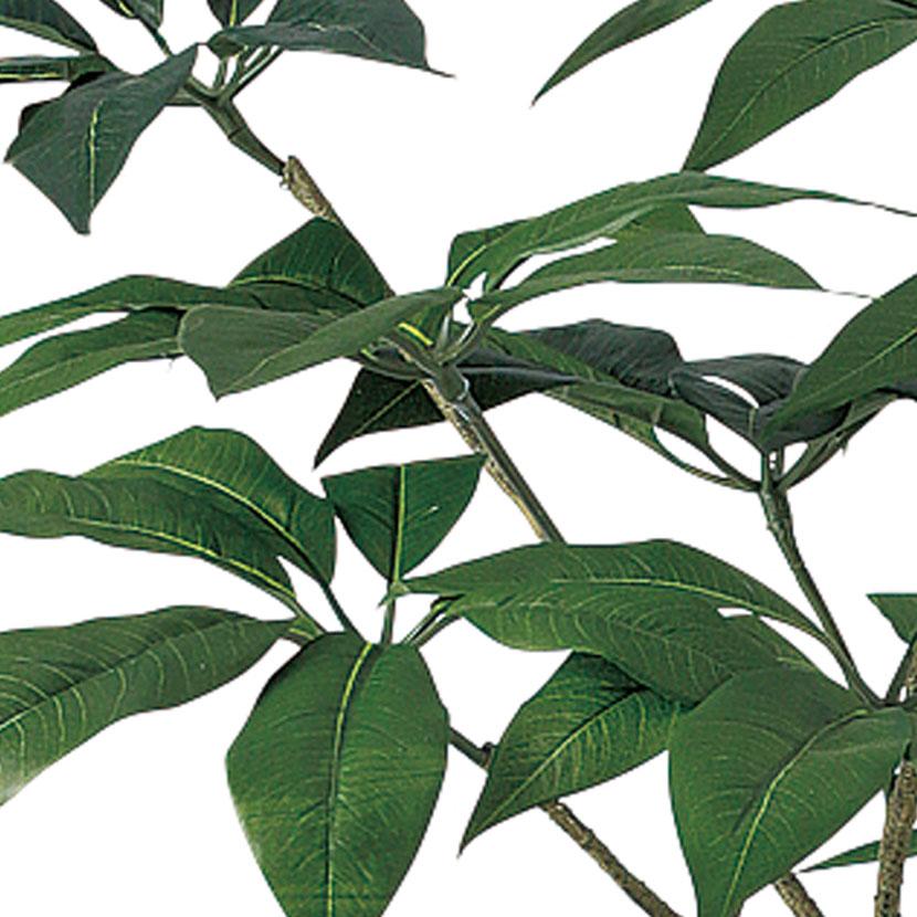 観葉植物 人工樹木 フェイクグリーン 造花 ツピダンサス FST 高さ1500mm 鉢:SA-10(WH) |  | 01