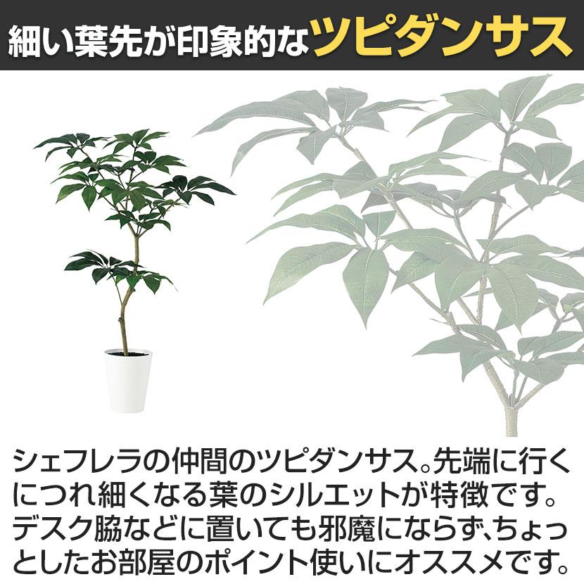 観葉植物 人工樹木 フェイクグリーン 造花 ツピダンサス FST 高さ1500mm 鉢:SA-10(WH) |  | 02