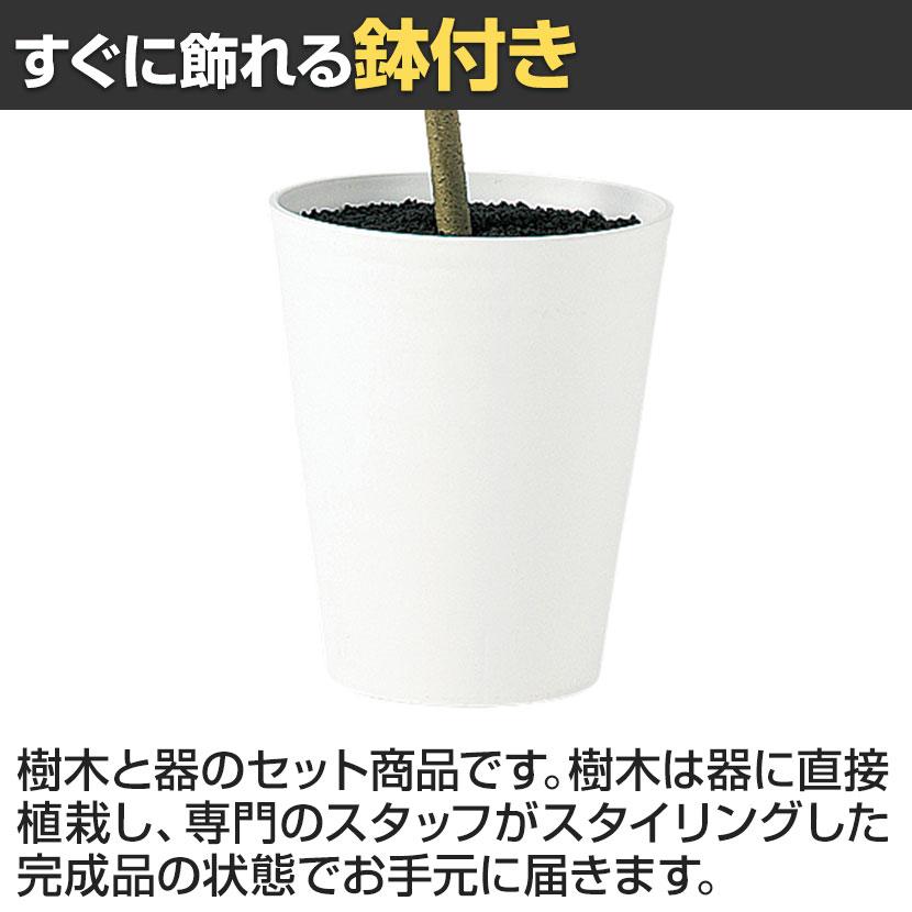 観葉植物 人工樹木 フェイクグリーン 造花 ツピダンサス FST 高さ1500mm 鉢:SA-10(WH) |  | 03