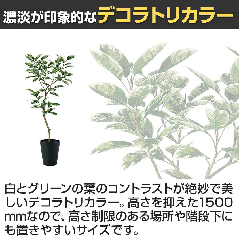 観葉植物 人工樹木 フェイクグリーン 造花 デコラトリカラー FST 高さ1500mm 鉢:SA-10(BK) |  | 02