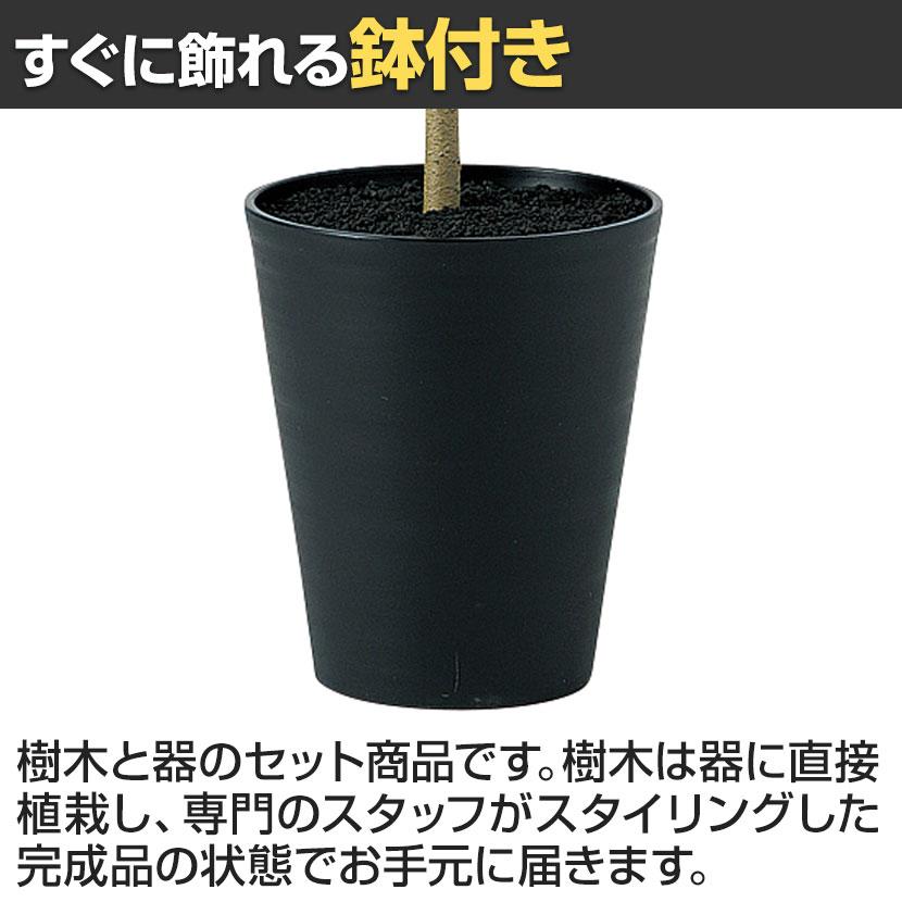 観葉植物 人工樹木 フェイクグリーン 造花 デコラトリカラー FST 高さ1500mm 鉢:SA-10(BK) |  | 03
