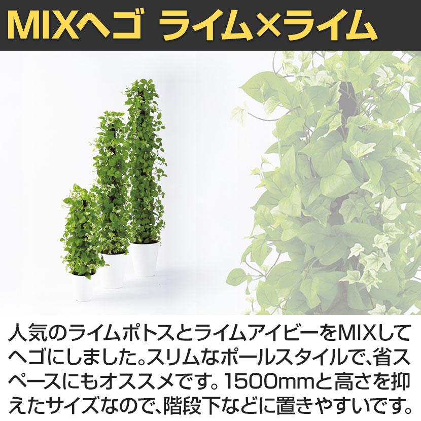 観葉植物 人工樹木 フェイクグリーン 造花 MIXヘゴ ライム/ライム 高さ1500mm 鉢:SA-10(WH)_4