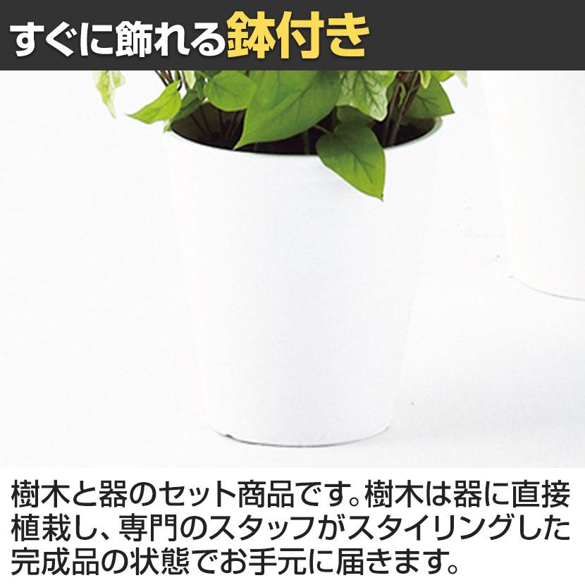 観葉植物 人工樹木 フェイクグリーン 造花 MIXヘゴ ライム/ライム 高さ1500mm 鉢:SA-10(WH)_5
