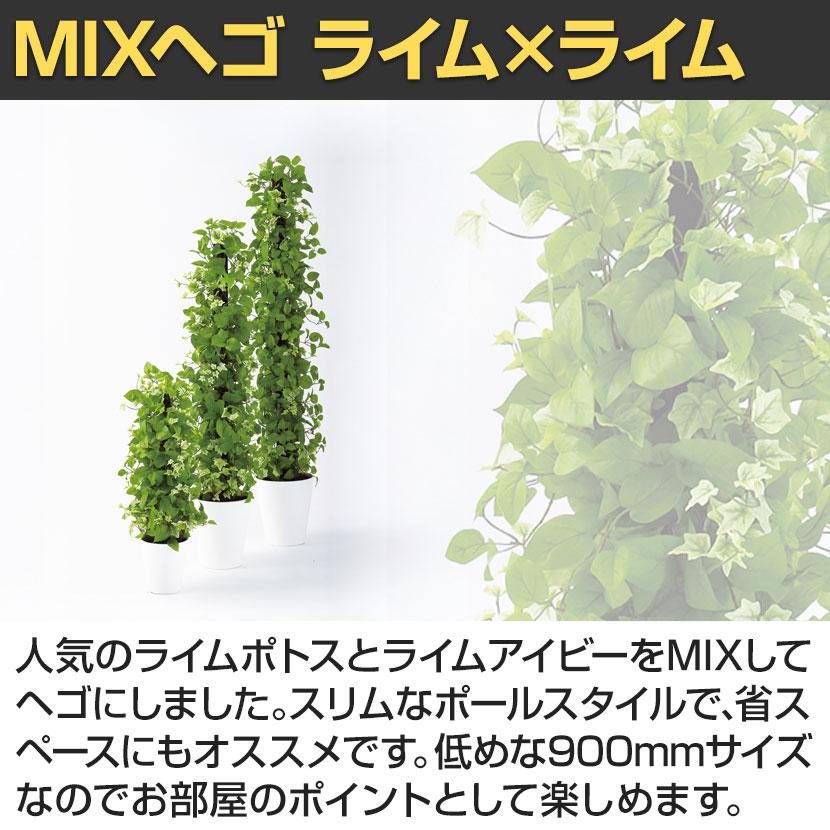 観葉植物 人工樹木 フェイクグリーン 造花 MIXヘゴ ライム/ライム 高さ900mm 鉢:SA-7(WH) |  | 03