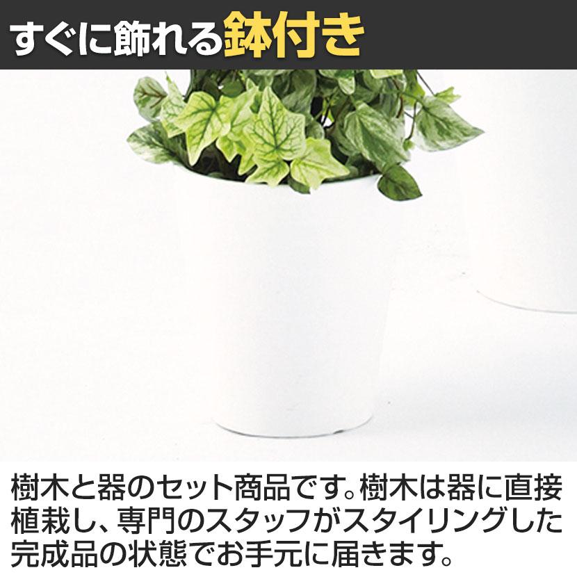 観葉植物 人工樹木 フェイクグリーン 造花 MIXヘゴ マーブル/ライム 高さ1500mm 鉢:SA-10(WH)_5