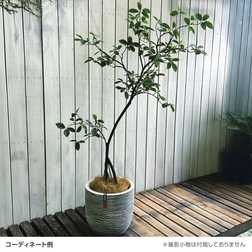 観葉植物 人工樹木 フェイクグリーン 造花 ガジュマル FST 高さ1200mm 鉢:SA-7(WH) |  | 01