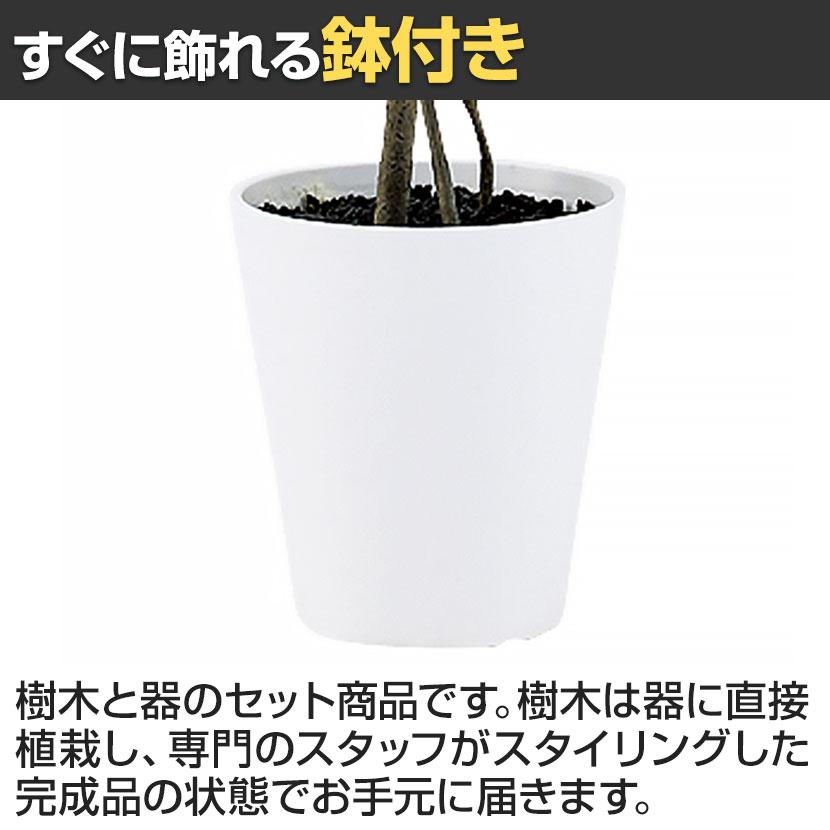 観葉植物 人工樹木 フェイクグリーン 造花 ガジュマル FST 高さ1200mm 鉢:SA-7(WH) |  | 04