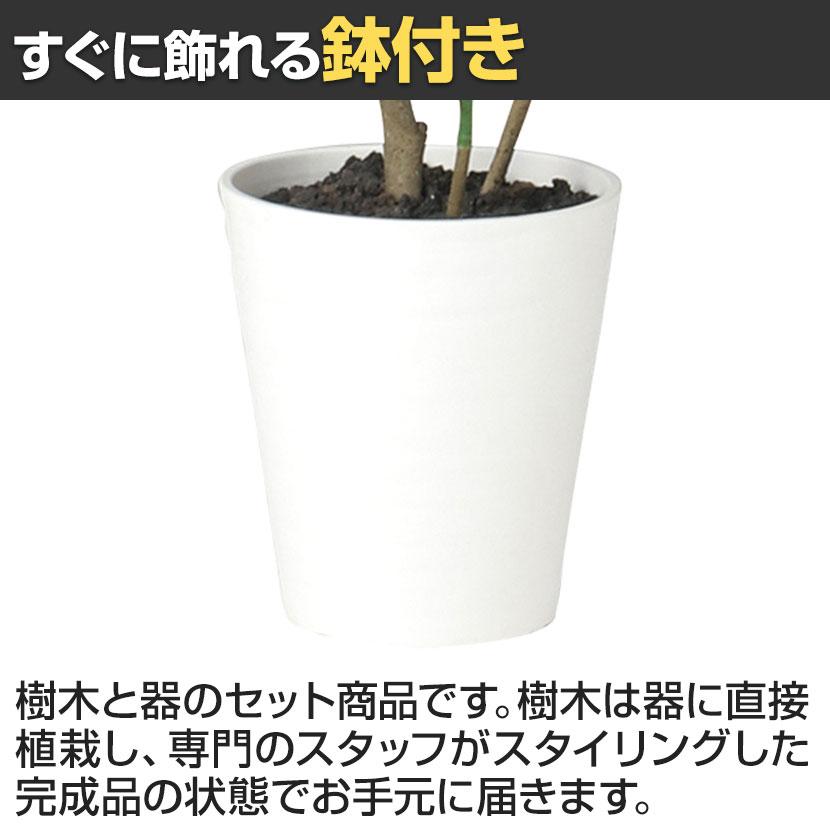観葉植物 人工樹木 フェイクグリーン 造花 トネリコ FST 高さ1200mm 鉢:SA-7(WH)_4
