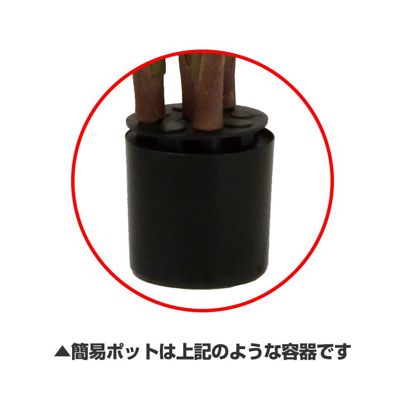 観葉植物 フェイクグリーン 人工 樹木 アレカヤシ PE 高さ1200mm Sサイズ 鉢:簡易ポット |  | 02