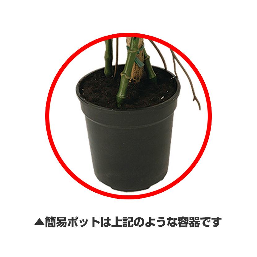 観葉植物 フェイクグリーン 人工 樹木 ストレリチア・レギネ 高さ1300mm Sサイズ 鉢:簡易ポット |  | 02