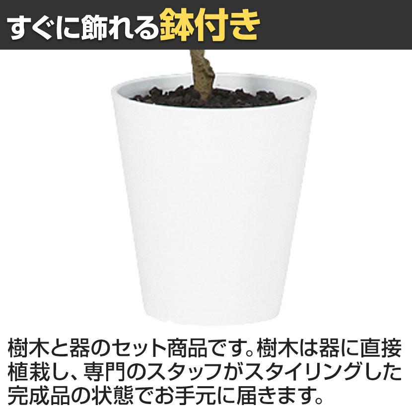 観葉植物 人工樹木 フェイクグリーン 造花 ドウダンツツジ FST 高さ