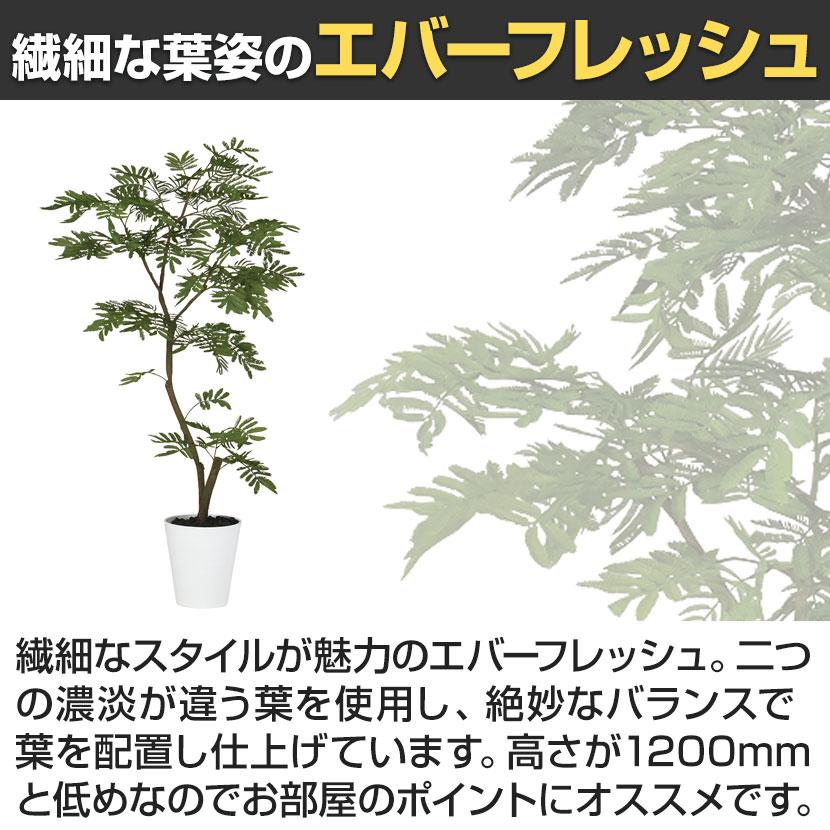 2026年3月下旬入荷予定 観葉植物 人工樹木 フェイクグリーン 造花 エバーフレッシュ FST 高さ1200mm 鉢:SA-7(WH) |  | 02