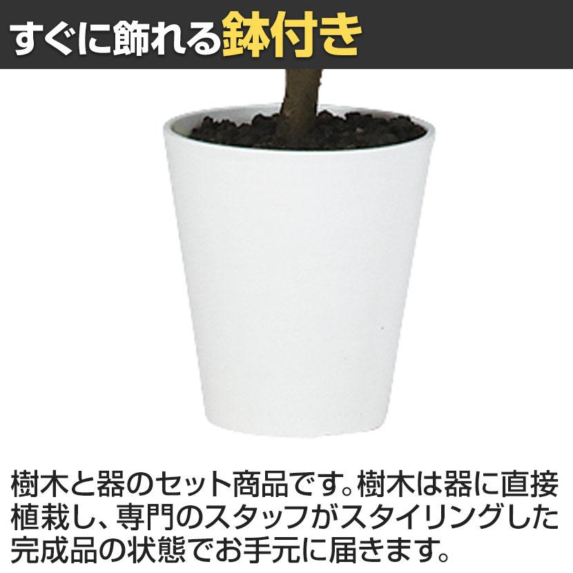 2026年3月下旬入荷予定 観葉植物 人工樹木 フェイクグリーン 造花 エバーフレッシュ FST 高さ1200mm 鉢:SA-7(WH) |  | 03