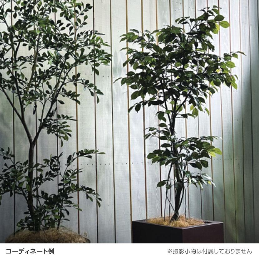 ☆日本製☆☆☆フェイクグリーン ナチュラルベンジャミン1.8 高さ1.8m 光触媒 光の楽園ナチュラルベンジャミン 1.8m【インテリア フェイク