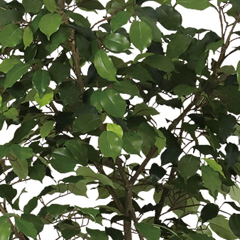 観葉植物 人工樹木 フェイクグリーン 造花 ベンジャミン FST 高さ1500mm 鉢:SA-8(WH) |  | 02