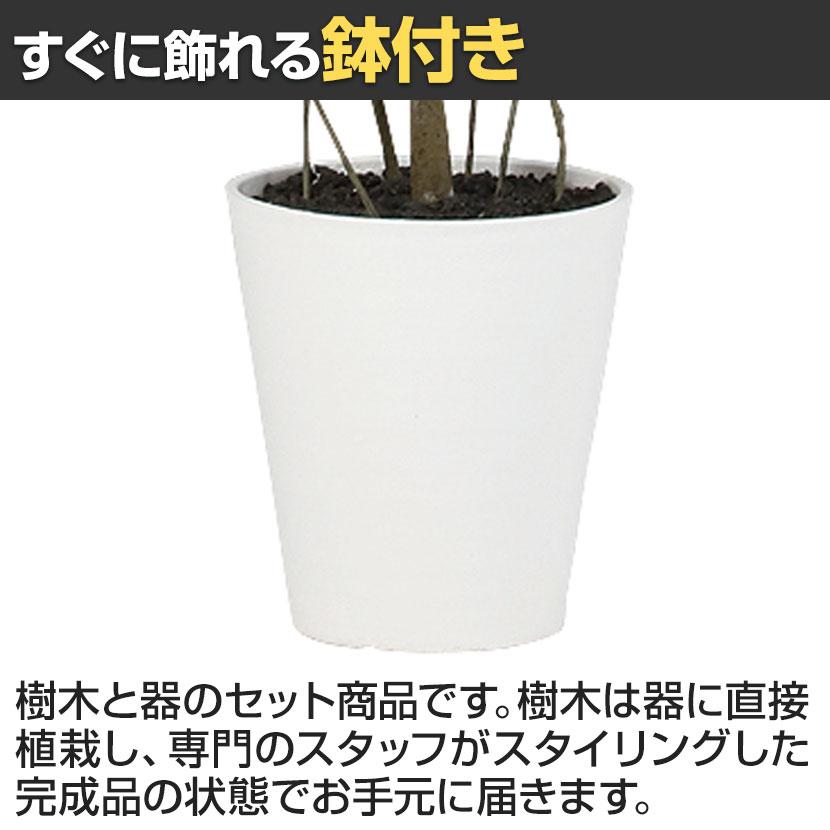 観葉植物 人工樹木 フェイクグリーン 造花 ベンジャミン FST 高さ1500mm 鉢:SA-8(WH) |  | 04