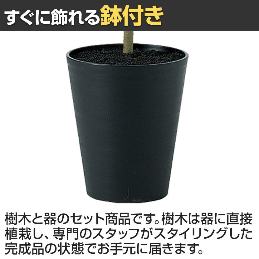 観葉植物 人工樹木 フェイクグリーン 造花 デコラゴム FST 高さ1500mm 鉢:SA-10(BK)_3