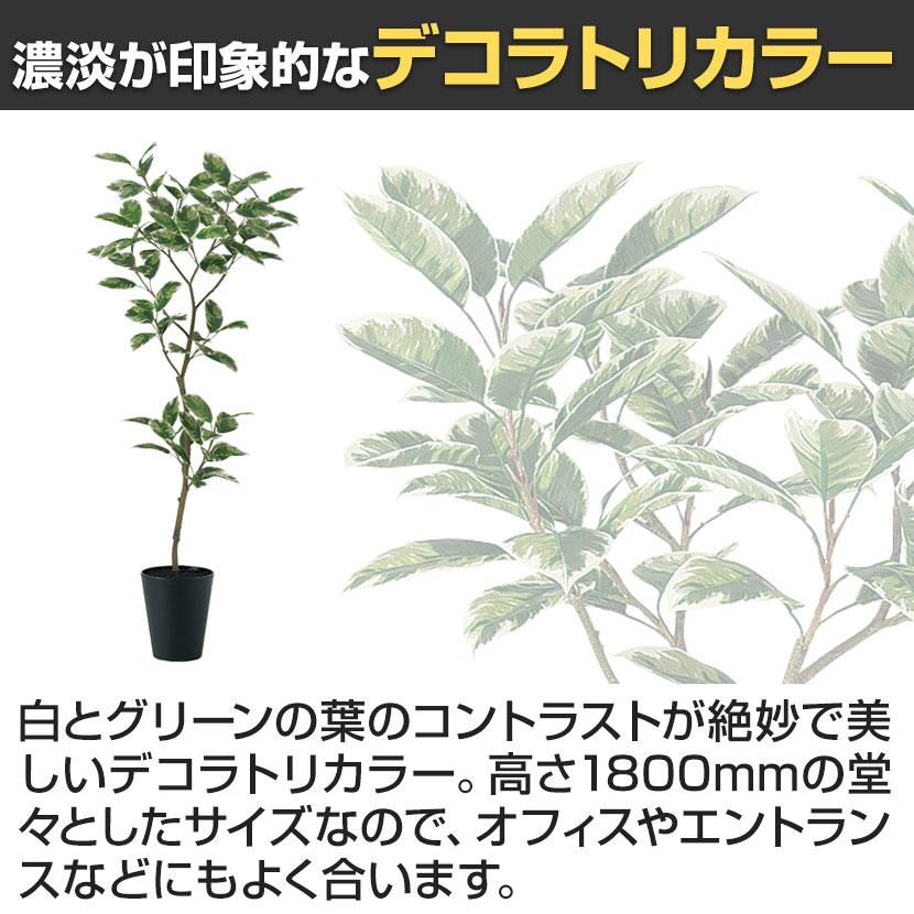 観葉植物 人工樹木 フェイクグリーン 造花 デコラトリカラー FST 高さ1800mm 鉢:SA-10(BK) |  | 02