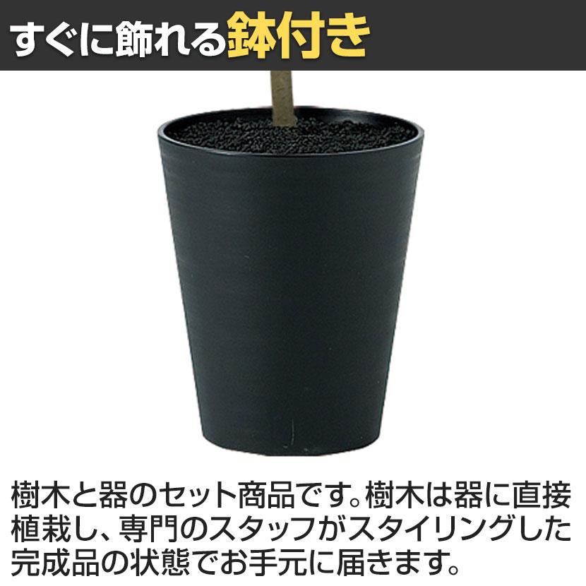 観葉植物 人工樹木 フェイクグリーン 造花 デコラトリカラー FST 高さ1800mm 鉢:SA-10(BK) |  | 03