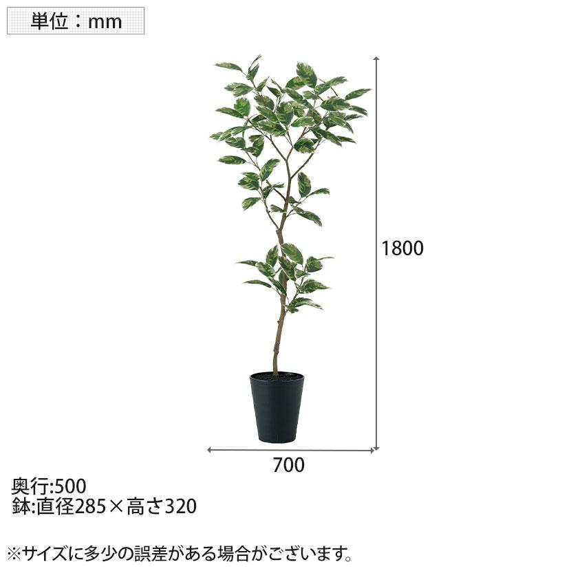 観葉植物 人工樹木 フェイクグリーン 造花 デコラトリカラー FST 高さ1800mm 鉢:SA-10(BK) |  | 05