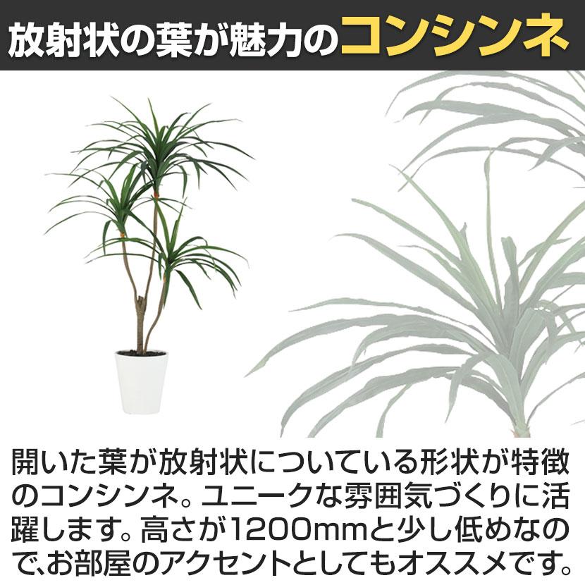 観葉植物 人工樹木 フェイクグリーン 造花 コンシンネ 高さ1200mm 鉢:SA-7(WH) |  | 03