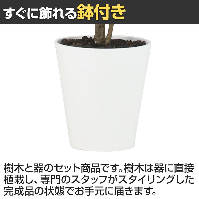 観葉植物 人工樹木 フェイクグリーン 造花 コンシンネ 高さ1200mm 鉢:SA-7(WH) |  | 04