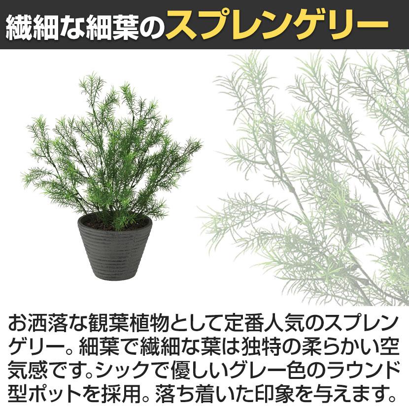 観葉植物 人工樹木 フェイクグリーン 造花 スプレンゲリー 高さ400mm 鉢:PラウンドS(BK) 卓上 |  | 02