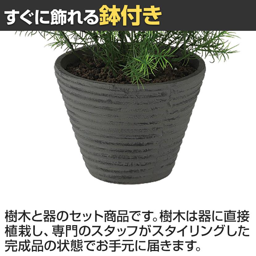 観葉植物 人工樹木 フェイクグリーン 造花 スプレンゲリー 高さ400mm 鉢:PラウンドS(BK) 卓上 |  | 03
