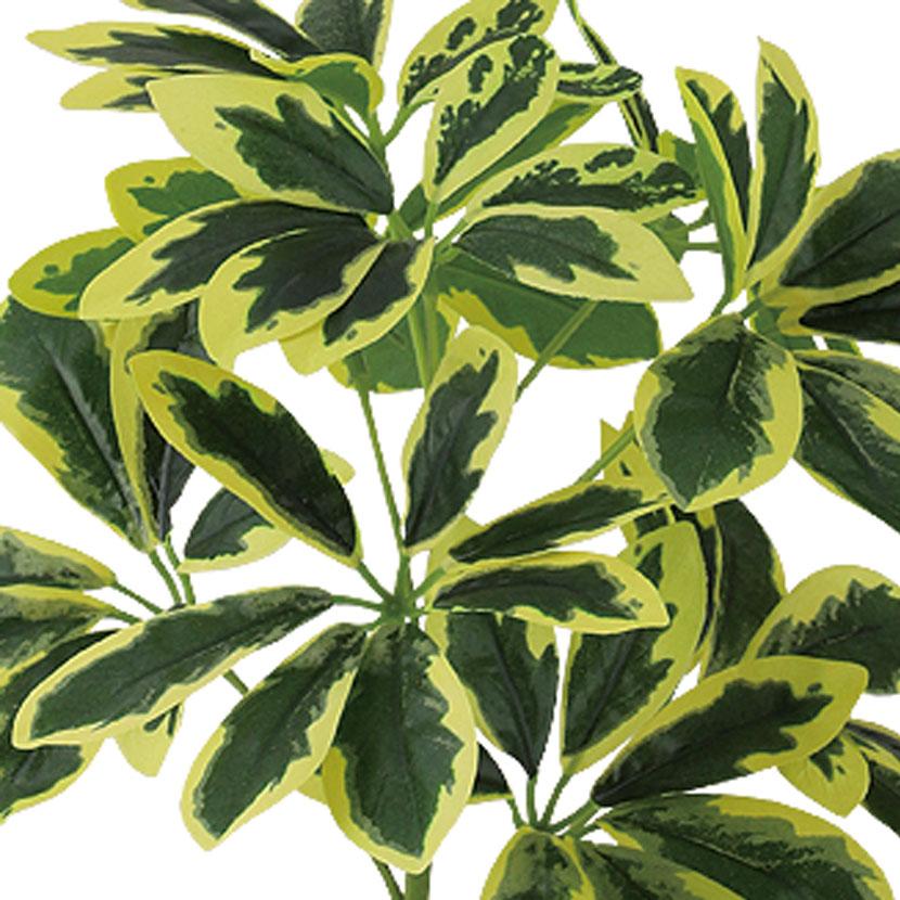 観葉植物 人工樹木 フェイクグリーン 造花 イエローカポック Sサイズ 高さ350mm 鉢:SA-4(BK) 卓上 |  | 01