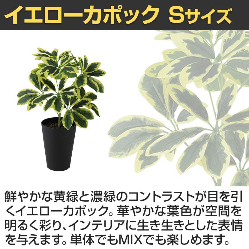 観葉植物 人工樹木 フェイクグリーン 造花 イエローカポック Sサイズ 高さ350mm 鉢:SA-4(BK) 卓上 |  | 02