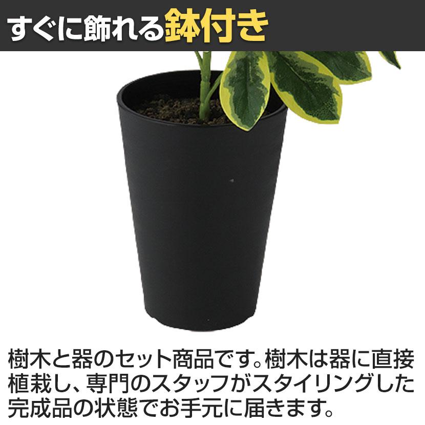 観葉植物 人工樹木 フェイクグリーン 造花 イエローカポック Sサイズ 高さ350mm 鉢:SA-4(BK) 卓上 |  | 03