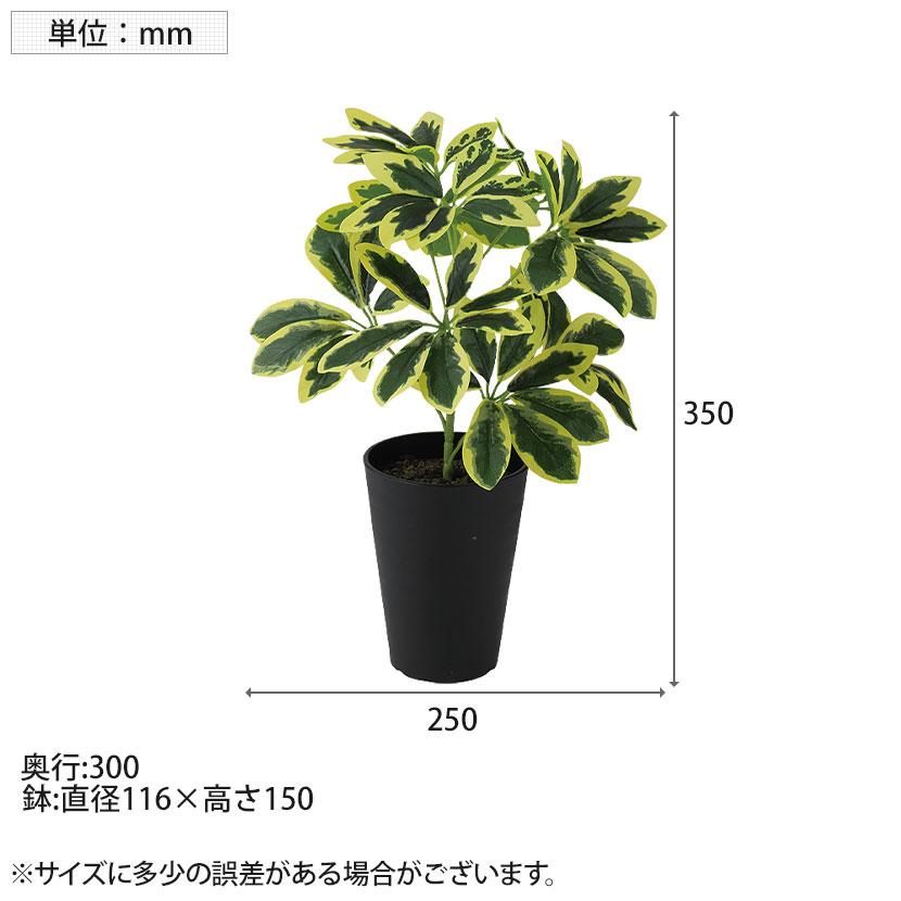 観葉植物 人工樹木 フェイクグリーン 造花 イエローカポック Sサイズ 高さ350mm 鉢:SA-4(BK) 卓上 |  | 05