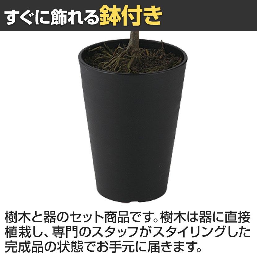 観葉植物 人工樹木 フェイクグリーン 造花 アルテシマ ルーツポット 高さ550mm 鉢:SA-4(BK) 卓上 |  | 04
