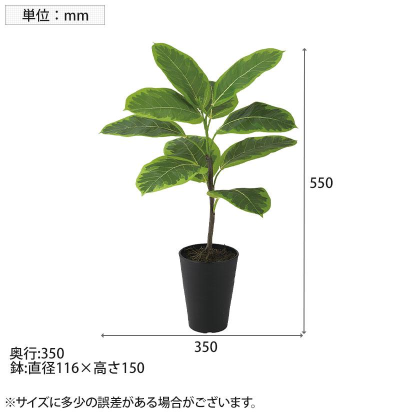 観葉植物 人工樹木 フェイクグリーン 造花 アルテシマ ルーツポット 高さ550mm 鉢:SA-4(BK) 卓上 |  | 06