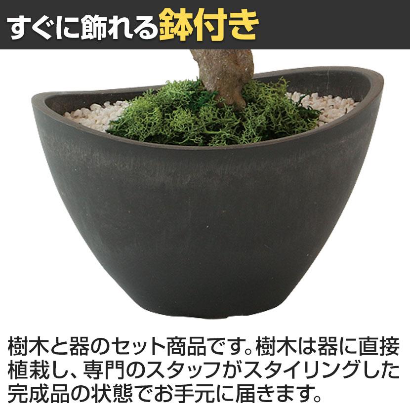 観葉植物 人工樹木 フェイクグリーン 造花 ヤマモミジ ボウル RED 高さ450mm 鉢:BB-25 (DG) 卓上 |  | 03