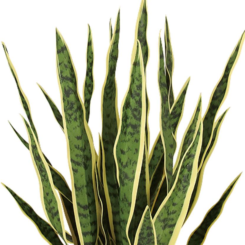観葉植物 人工樹木 フェイクグリーン 造花 サンスベリア 高さ750mm 鉢:SA-7(WH) |  | 01