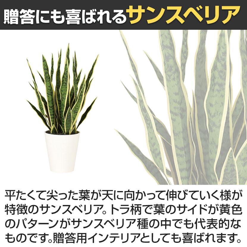観葉植物 人工樹木 フェイクグリーン 造花 サンスベリア 高さ750mm 鉢:SA-7(WH) |  | 02