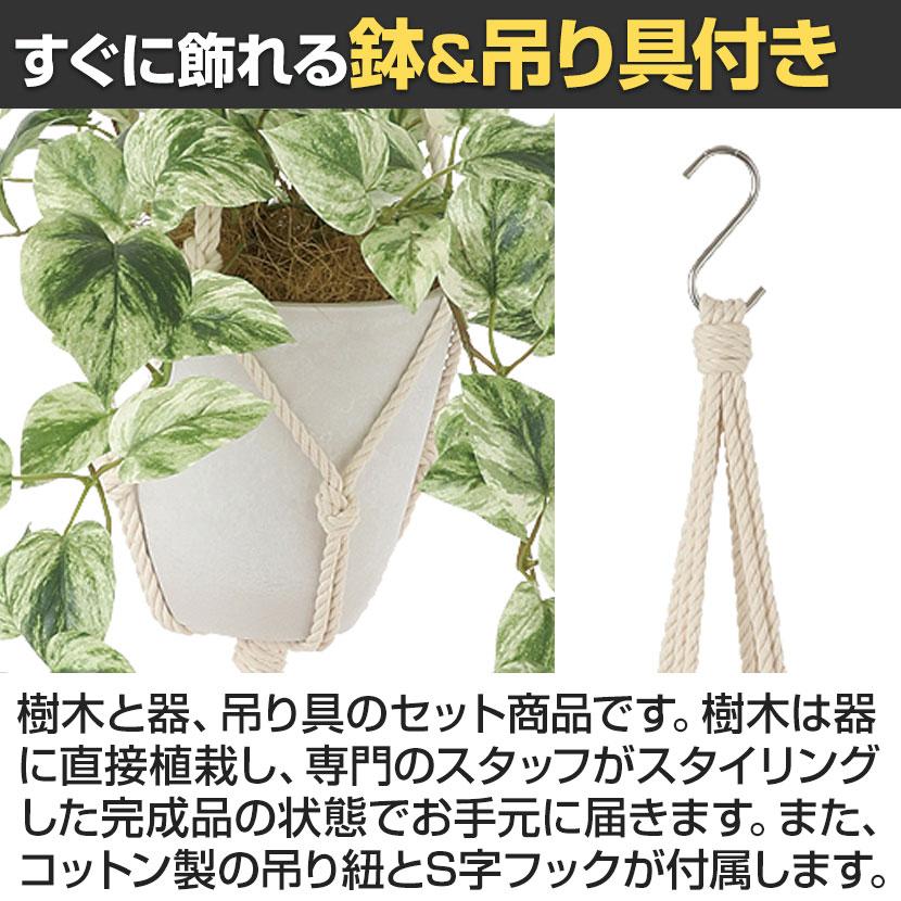観葉植物 人工樹木 フェイクグリーン 造花 マーブルポトス 鉢:HP-15(WH) ハンギング植栽 ハンギングポット 吊り下げポット 高さ850mm |  | 04