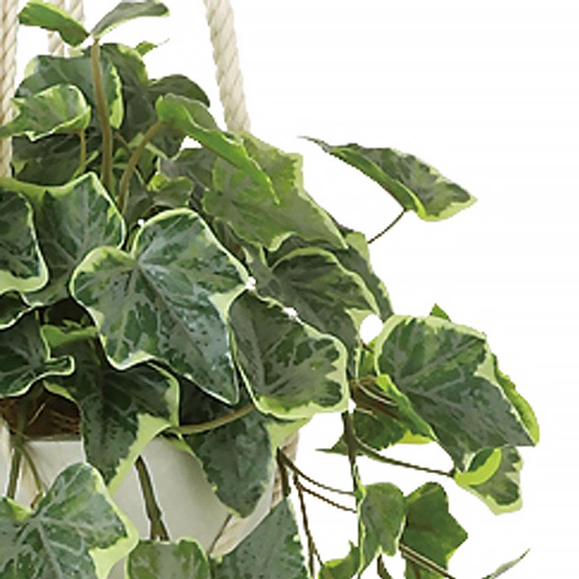 観葉植物 人工樹木 フェイクグリーン 造花 グレイシアアイビー 鉢:HP-15(WH) ハンギング植栽 ハンギングポット 吊り下げポット 高さ750mm |  | 02
