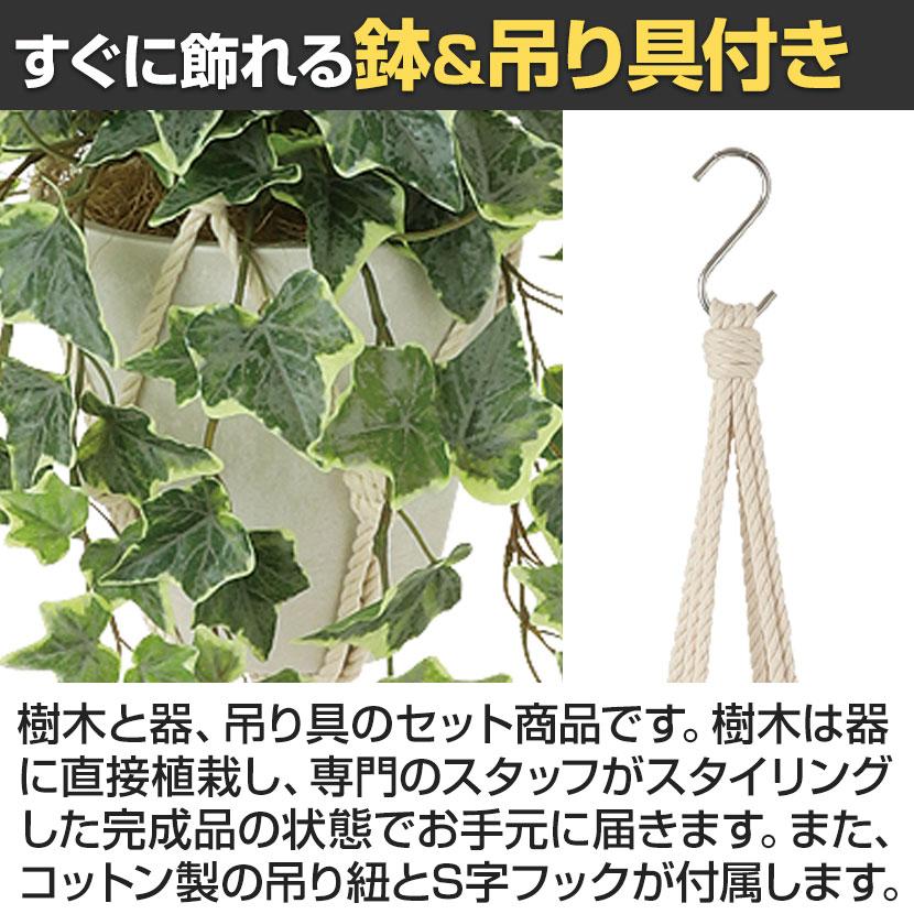 観葉植物 人工樹木 フェイクグリーン 造花 グレイシアアイビー 鉢:HP-15(WH) ハンギング植栽 ハンギングポット 吊り下げポット 高さ750mm |  | 04