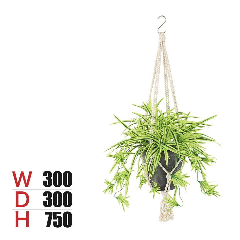 2026年7月】オリヅルラン（観葉植物）のおすすめ人気ランキング